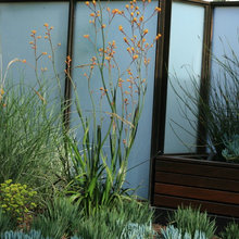 plants
