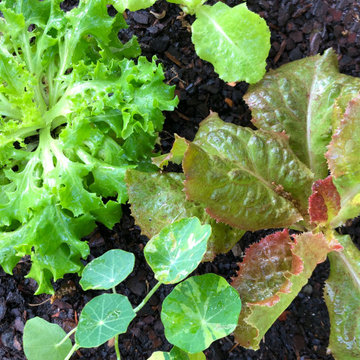 Vibrant Colorful Vegetable Beds & Mini-Food Forests