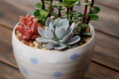 Succulent Planter In Handmade White and Light Blue Polka Dot Planter Echeveria S