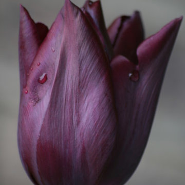 Spring In The Garden