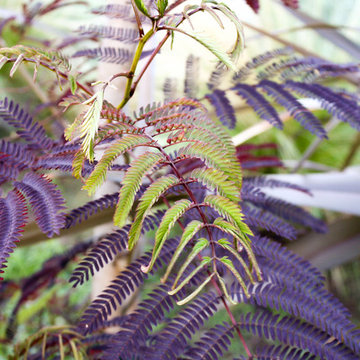 Mimosa 'Hot Chocolate'