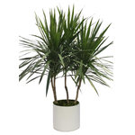 Scape Supply - Live 4' Tarzan Staggered Package, White - The Tarzan Staggered package includes a 4 foot Dracaena Tarzan grown with 3 main branches and a bushy top making a great tree looking option.  The Tarzan is similar to a Marginata with thin spikey leaves and a woody trunk.  They do great with low water and like a medium lit area.  They are easy to maintain and care for and extremely tolerant to a  non plant person.  The package includes our commercial grade planter in a color of your choice, deep dish saucer, and moss covering. The Tarzan lends a nice addition to a modern or southwest interior design style and is also at home with a variety of looks.  The bushy top gives it more volume than the Standard variety fills a space similar to a medium sized bush.   The live tropical plant will arrive cleaned and ready for display in its' new home.
