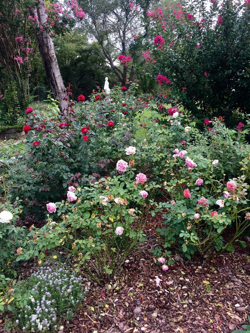 Roses blooming even in constant heat.