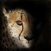 Arch Adel's photo