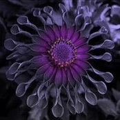 Patti Pepper's photo