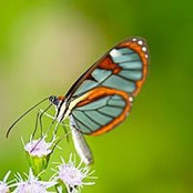 Albert Thurman's photo