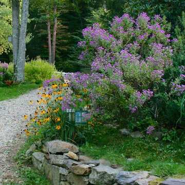 New England and New York Aster