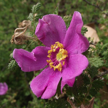 Rosa Minutifolia