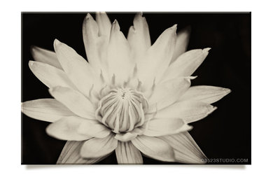 Black and White: Lotus canvas