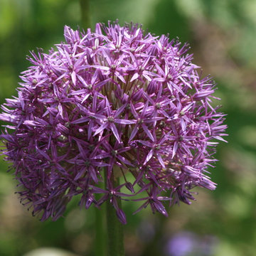 Allium