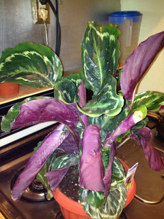 Repotting Calathea's | Houzz Forum