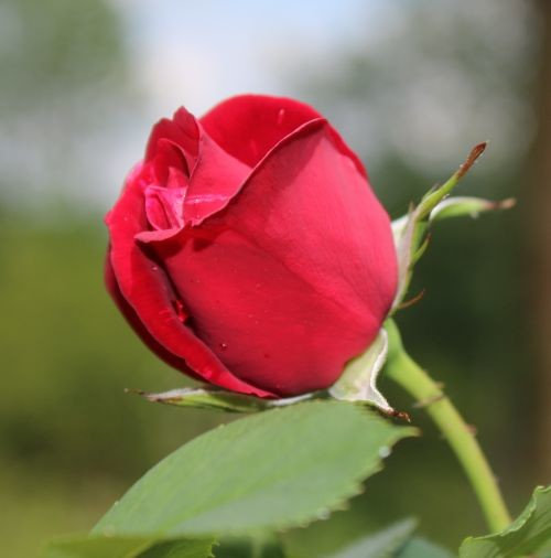 Scored at Roses Unlimited Spring Fest!