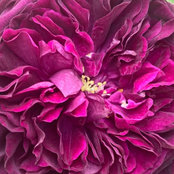 Kittysrosegardens foto