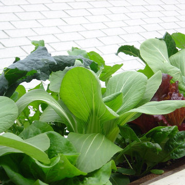 Window Box Salads