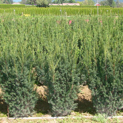 Frost Nursery 122.JPG - Plants