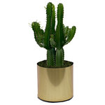 Scape Supply - Live 2' Euphorbia 'Trigona' Green Cactus Package, Gold - The Euphorbia 'Trigona' Cactus package is a great smaller plant option for any southwest, modern, or eclectic interior design style.  This cactus is a hearty cactus in a green color that loves light and requires minimal watering to stay healthy and happy.  This package stands about 2 foot tall and comes in a 12 inch professional planter with a moss covering.