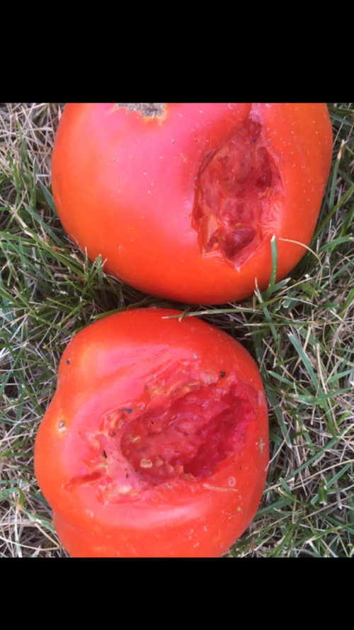 What’s eating my tomatoes?