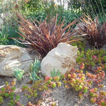The succulent garden