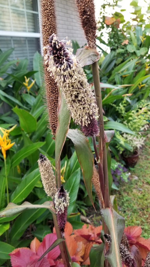 Growing Ornamental Millet so much fun!