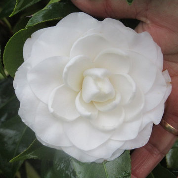 La casa de las 1000 camelias