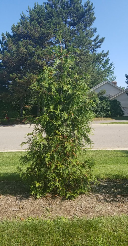 planting green giants