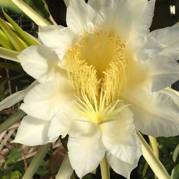 Uncommon Fruits to Grow in Santa Cruz