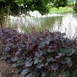 Frosted Violet Coral Bells - Plants