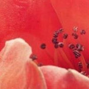 Liu Lin's photo