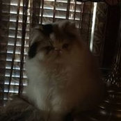 Dawn Sisson's photo