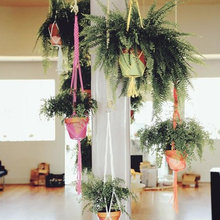 Plants