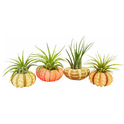Beach Style Artificial Plants And Trees by WaterWorks Gardens