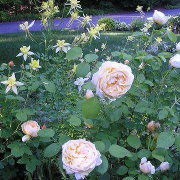 Plant Combinations