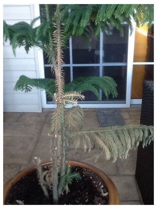 What S Wrong With This Pine