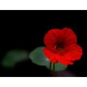 Ladan Aryan's photo