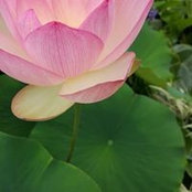 Lucy Weston's photo