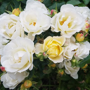 Garden Detail