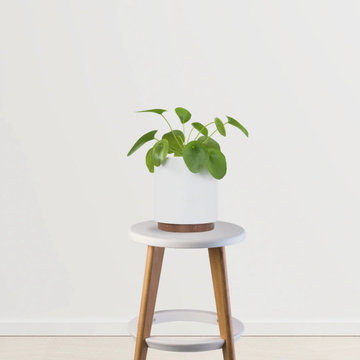 Chinese Money Plant - GardenGram