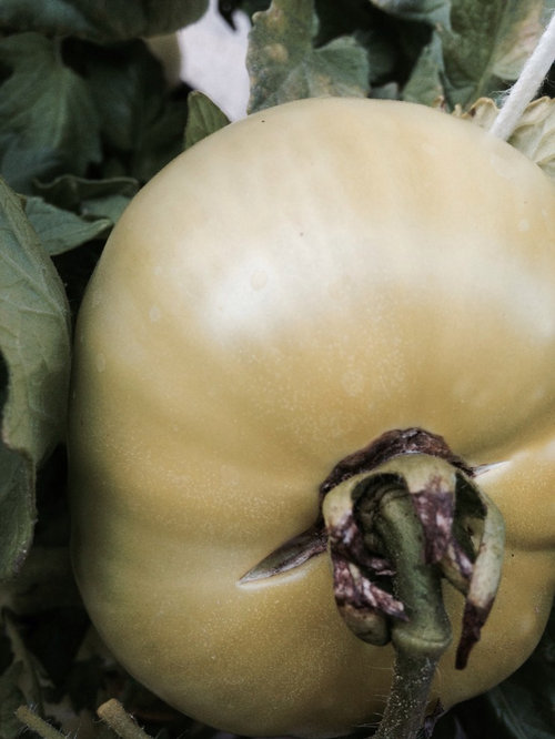 HELP! Tops of tomatoes turning black??!