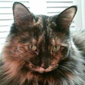 Sharon Rossell's photo