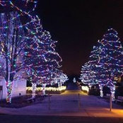Tanya Lynch's photo