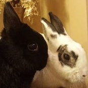 Cheryl Sychowski's photo