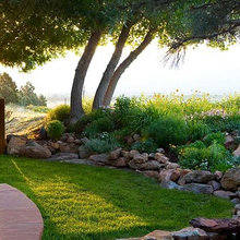 Backyard 2020