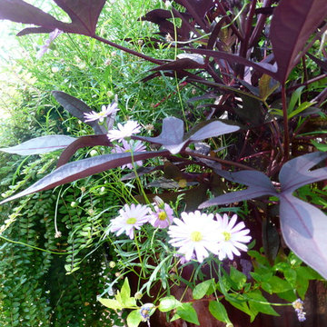 Container Gardens