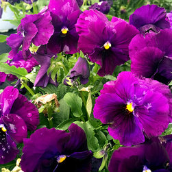 Current Featured Plants - Products