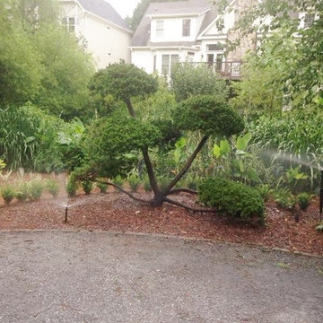 Topiary Installation