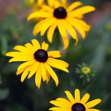 Rudbeckia Goldstrum