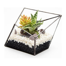 House plants