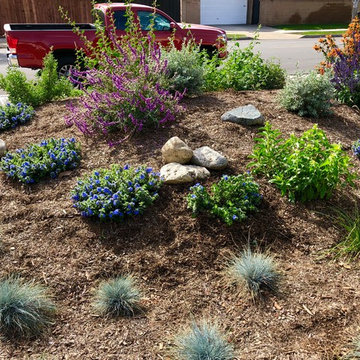 Several months after planted-Private Front Costa Mesa