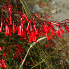 Hummingbird flowers