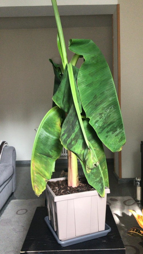 HELP! my banana plant won�t stop drooping!